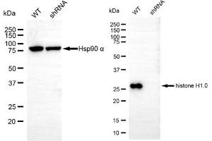 Western blotting analysis using histone H1. (Recombinant Histone H1 antibody)