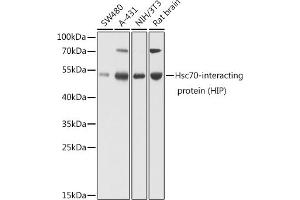 Western blot analysis of extracts of various cell lines, using Hsc70-interacting protein (HIP) antibody (ABIN6131753, ABIN6148514, ABIN6148515 and ABIN6224519) at 1:1000 dilution. (HSC70 Interacting Protein HIP antibody  (AA 1-369))