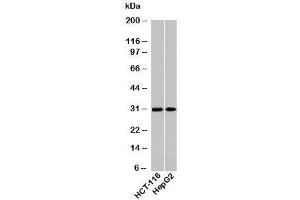 Western blot testing of human samples using HOXA9 antibody at 2ug/ml. (HOXA9 antibody  (N-Term))