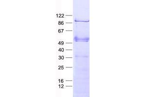 Validation with Western Blot (ELF1 Protein (His tag))