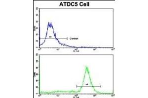 Flow cytometric analysis of ATDC5 cells using PHB1 Antibody (N-term)(bottom histogram) compared to a negative control cell (top histogram).