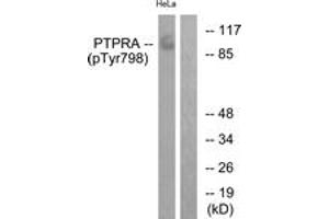 Western blot analysis of extracts from HeLa cells treated with serum 20% 15', using PTPRA (Phospho-Tyr798) Antibody. (PTPRA antibody  (pTyr798))
