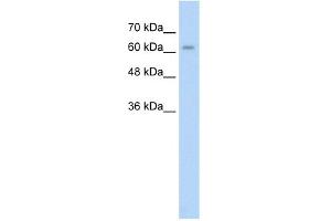 WB Suggested Anti-ALPPL2 Antibody Titration:  2. (ALPPL2 antibody  (N-Term))