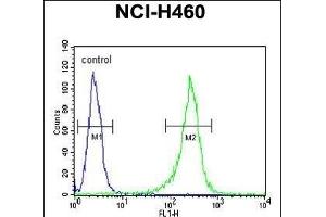GNS Antibody (Center ) (ABIN390493 and ABIN2840852) flow cytometric analysis of NCI- cells (right histogram) compared to a negative control cell (left histogram).