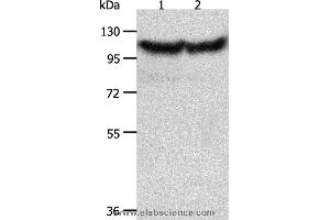 Western blot analysis of Hela and NIH/3T3 cell, using ACTN3 Polyclonal Antibody at dilution of 1:300