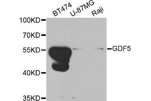 Western blot analysis of extracts of various cell lines, using GDF5 antibody. (GDF5 antibody)