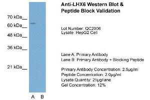 Host:  Rabbit  Target Name:  LHX6  Sample Type:  HepG2  Lane A:  Primary Antibody  Lane B:  Primary Antibody + Blocking Peptide  Primary Antibody Concentration:  2. (LHX6 antibody  (C-Term))