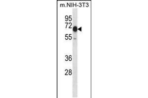 Western blot analysis in mouse NIH-3T3 cell line lysates (35ug/lane). (CAMKK2 antibody  (N-Term))
