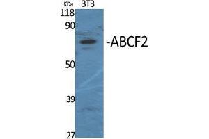 Western Blot (WB) analysis of specific cells using ABCF2 Polyclonal Antibody. (ABCF2 antibody  (Internal Region))