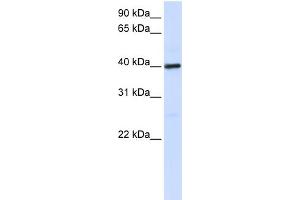 WB Suggested Anti-MOSC1 Antibody Titration:  0.