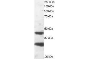 ABIN184751 staining (2µg/ml) of NIH-3T3 lysate (RIPA buffer, 30µg total protein per lane). (PAFAH1B1 antibody  (C-Term))