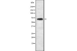 Western blot analysis of NBPF4 expression in 293T whole cell lysate ,The lane on the left is treated with the antigen-specific peptide. (NBPF4 antibody)
