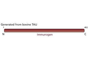 Image no. 2 for anti-tau Protein antibody (ABIN967493)