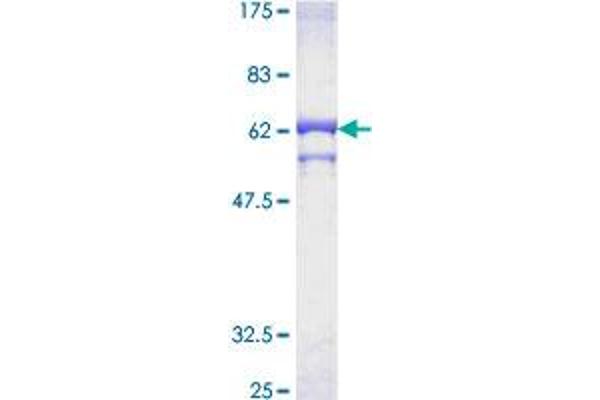 PPP2CB Protein (AA 1-309) (GST tag)