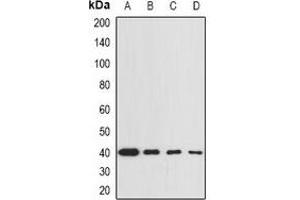 Western blot analysis of GNA13 expression in BT474 (A), THP1 (B), mouse lung (C), mouse spleen (D) whole cell lysates. (GNA13 antibody)