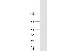 Western Blotting (WB) image for Protein Phosphatase 1, Regulatory Subunit 8 (PPP1R8) (Transcript Variant 2) protein (Myc-DYKDDDDK Tag) (ABIN2712333)