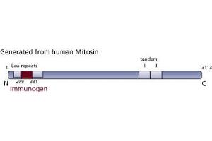 Image no. 1 for anti-Centromere Protein F (CENPF) (AA 209-381) antibody (ABIN968167) (CENPF antibody  (AA 209-381))