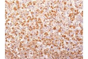 IHC testing of FFPE human pituitary gland with recombinant ACTH antibody (clone r57).