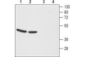 Western blot analysis of mouse (lanes 1 and 3) and rat (lanes 2 and 4) brain membranes:1,2. (Cholecystokinin B Receptor (CCKBR) Peptide)