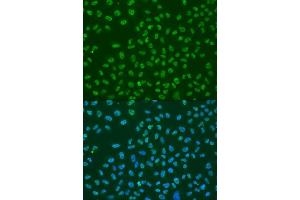 Immunofluorescence (IF) image for anti-ELAV (Embryonic Lethal, Abnormal Vision, Drosophila)-Like 1 (Hu Antigen R) (ELAVL1) (AA 1-100) antibody (ABIN6140112)