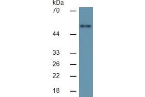 Mouse Capture antibody from the kit in WB with Positive Control: Human SGC7901 cell lsate. (MMP3 ELISA Kit)