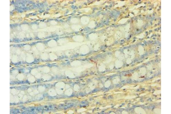 NDUFA3 antibody  (AA 2-84)