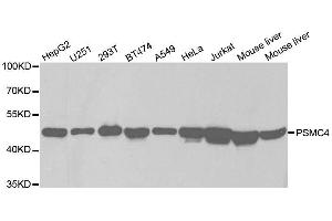 Western blot analysis of extracts of various cell lines, using PSMC4 antibody. (PSMC4 antibody  (AA 1-165))