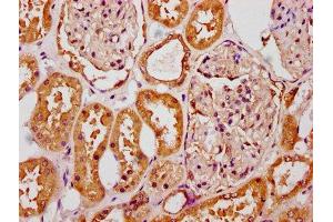 SLC6A19 antibody  (AA 326-413)