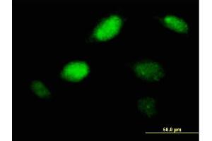 Immunofluorescence of purified MaxPab antibody to PHOX2A on HeLa cell. (PHOX2A antibody  (AA 1-284))