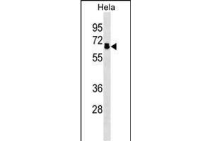 P2R5D Antibody (N-term) (ABIN1539514 and ABIN2838324) western blot analysis in Hela cell line lysates (35 μg/lane). (PPP2R5D antibody  (N-Term))