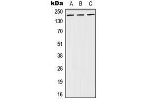 Western blot analysis of BRCA1 (pS1524) expression in A431 (A), NIH3T3 (B), PC12 (C) whole cell lysates. (BRCA1 antibody  (C-Term, pSer1524))