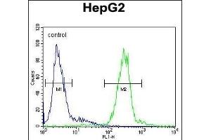 CTSH Antibody (N-term) (ABIN391569 and ABIN2841506) flow cytometric analysis of HepG2 cells (right histogram) compared to a negative control cell (left histogram). (Cathepsin H antibody  (N-Term))