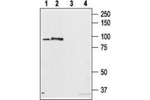 Western blot analysis of rat brain (lanes 1, 3) and rat RBL basophilic leukemia cell (lanes 2, 4) lysates: - 1. (Stim2 antibody  (C-Term, Intracellular))