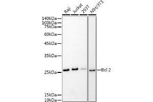 Western blot analysis of extracts of various cell lines, using Bcl-2 antibody (ABIN7265809) at 1:1000 dilution. (Bcl-2 antibody)