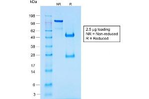 SDS-PAGE Analysis of Purified Chromogranin A Rabbit Recombinant Monoclonal Antib (CHGA/1731R). (Recombinant Chromogranin A antibody)
