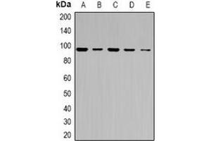 Western blot analysis of ABCF1 expression in HeLa (A), COLO205 (B), HCT116 (C), mouse testis (D), rat testis (E) whole cell lysates. (ABCF1 antibody  (C-Term))