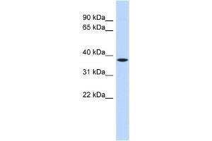 C22ORF30 antibody used at 1 ug/ml to detect target protein.
