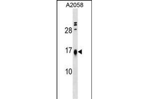 LBH Antibody (Center) (ABIN1538189 and ABIN2849505) western blot analysis in  cell line lysates (35 μg/lane). (LBH antibody  (AA 26-53))