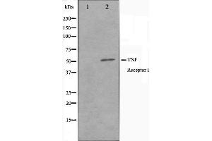 Western blot analysis of TNFR1 Antibody expression in A549 cells lysates. (TNFRSF1A antibody  (C-Term))