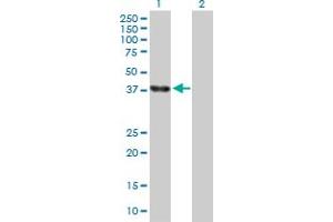 Western Blot analysis of ELAVL4 expression in transfected 293T cell line by ELAVL4 MaxPab polyclonal antibody.