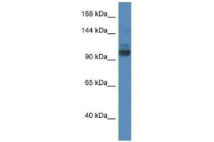 Western Blot showing Sec31a antibody used at a concentration of 1.