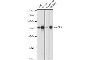 Western blot analysis of extracts of various cell lines, using  antibody (ABIN7265424) at 1:1000 dilution.