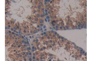 IHC-P analysis of Mouse Testis Tissue, with DAB staining. (MAPKAP Kinase 2 antibody  (AA 117-337))