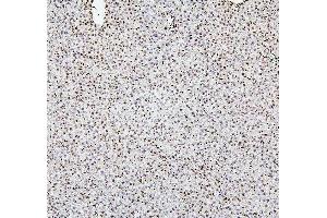 IHC analysis of H1F0 using anti-H1F0 antibody (ABIN7600521). (Histone H1 antibody  (AA 20-159))