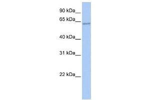 Western Blotting (WB) image for anti-Transcription Factor CP2 (TFCP2) antibody (ABIN2457893) (TFCP2 antibody)