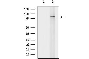 Western blot analysis of lysates from Rat brain, using DHX32 Antibody.