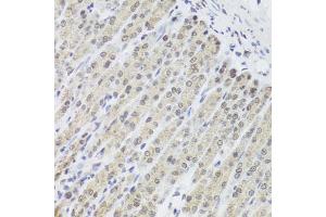 Immunohistochemistry of paraffin-embedded mouse stomach using FANCL antibody.