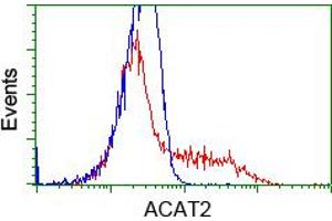 Image no. 1 for anti-Acetyl-CoA Acetyltransferase 2 (ACAT2) antibody (ABIN1496399) (ACAT2 antibody)