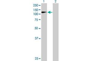 Western Blot analysis of ZHX2 expression in transfected 293T cell line by ZHX2 MaxPab polyclonal antibody.