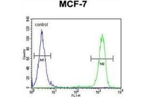 Flow cytometric analysis of MCF-7 cells (right histogram) compared to a negative control cell left histogram) using EFHB  Antibody  (N-term), followed by FITC-conjugated goat-anti-rabbit secondary antibodies. (EFHB antibody  (N-Term))